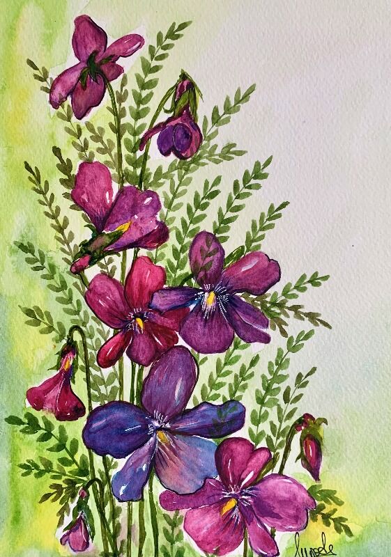 Violet Blooms